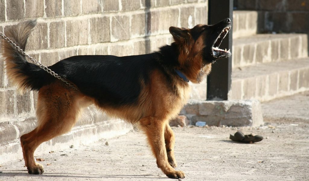 Hundeabwehr: So verteidigt ihr euch gegen einen Hundeangriff